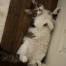 Bubu