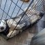 Image of lost pet: Betty, a White, Light-grey, Black Siberian Husky Dog