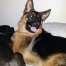 Koda