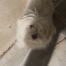 Tiny