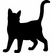 Midnight, a Black Black cat Cat