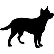 Image of lost pet: A532258, a Black/Tan German Shepherd Dog