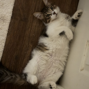 Bubu, a White, Black, Dark-brown Domestic Mediumhair Cat