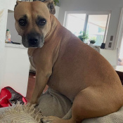 Khalifa, a Golden Staffordshire Bull Terrier Dog