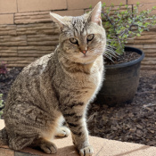 Penelope - Penny, a Black, Yellow, Tan, Dark-brown Breed Unknown Cat