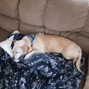 Image of lost pet: Sparky, a Tan, Cream Chihuahua Sh Dog