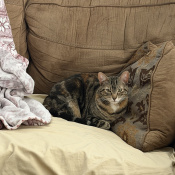 Astra, a Orange, Dark-grey, Black, Dark-brown Domestic Shorthair Cat