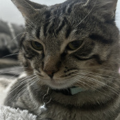 Munchie, a Dark-grey, Black, Grey, Cream Breed Unknown Cat