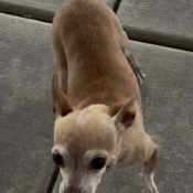 Lucy, a Brown, White Chihuahua Dog