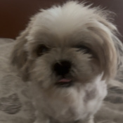 Burbuja or Nini, a White, Beige, Light-brown Shih Tzu Dog