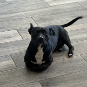 Toto, a Black American Pit Bull Terrier Dog