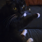Sox, a White, Black Breed Unknown Cat