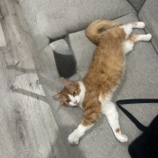 Luckyy, a Orange, White Domestic Shorthair Cat