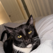 Benjamine, a Black, White Tuxedo  Cat
