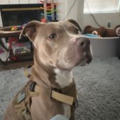 Image of lost pet: A530423, a fawn Pit Bull Dog