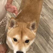 Hiro, a Golden, Tan, Apricot Shiba Inu Dog