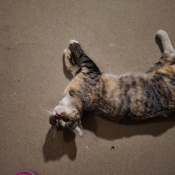 Denji, a Brown, Golden, Black, White Domestic Shorthair Mix Cat