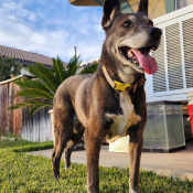Roxy, a Unknown Siberian Husky Mix Dog