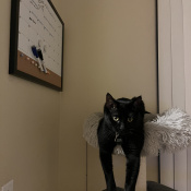 Mr, a Black Breed Unknown Cat