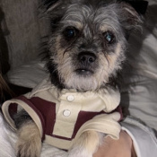 Firu, a Black, White, Cream Terrier mix Dog