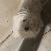 Tiny, a White Maltese Dog