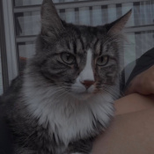 Papas, a White, Black, Grey, Dark-grey Domestic Longhair Mix Cat