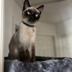 {petName}, a Cream, Dark-grey Breed Unknown Cat