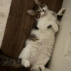 {petName}, a White, Black, Dark-brown Domestic Mediumhair Cat
