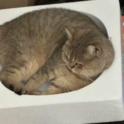 {petName}, a Golden, Black Golden Tabby Domestic Shorthair Cat