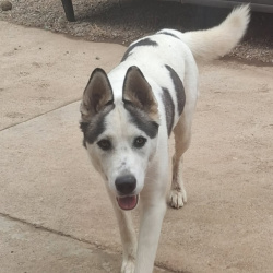 {petName}, a White, Dark-grey huskey Dog