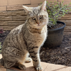 {petName}, a Black, Yellow, Tan, Dark-brown Breed Unknown Cat