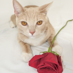 {petName}, a Yellow, Apricot, Cream American Shorthair Cat