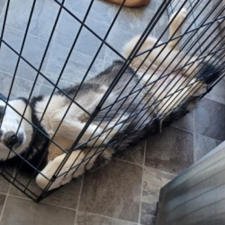 Betty, a White, Light-grey, Black Siberian Husky Dog