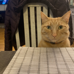 {petName}, a Orange American Shorthair Cat