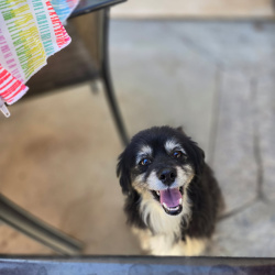 {petName}, a Black Dachshund Dog