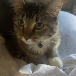 {petName}, a Dark-grey, Black Domestic Longhair Cat