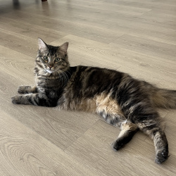 {petName}, a White, Light-grey, Grey, Black, Cream, Beige, Tan, Light-brown, Light-silver, Lilac Domestic Mediumhair Cat