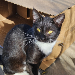 {petName}, a Black, White Domestic Shorthair Cat