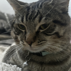 {petName}, a Dark-grey, Black, Grey, Cream Breed Unknown Cat