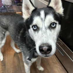 {petName}, a Black, White Siberian Husky Dog