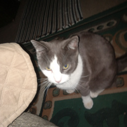 {petName}, a White, Dark-grey Grey and white shorthair Cat