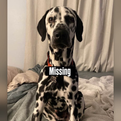 {petName}, a White, Black Dalmatian Dog