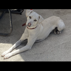 {petName}, a Cream Xoloitzcuintli Dog