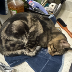 {petName}, a Grey, Black Domestic Shorthair Cat