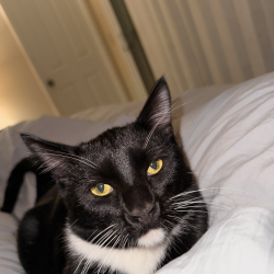 {petName}, a Black, White Tuxedo  Cat