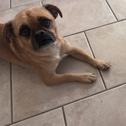 {petName}, a Tan Pug Mix Dog