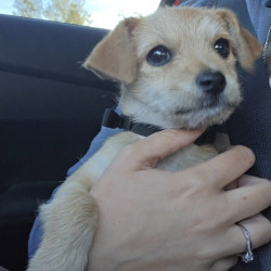 {petName}, a Tan, Light-brown, Golden Breed Unknown Dog