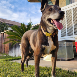 {petName}, a Unknown Siberian Husky Mix Dog