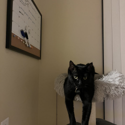 {petName}, a Black Breed Unknown Cat