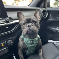 {petName}, a Black French Bulldog Dog